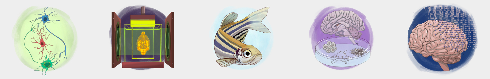 deco