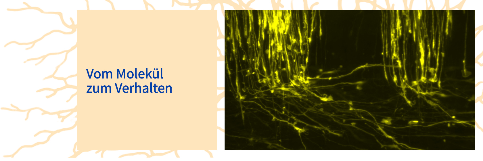 Molecules-behavior_de