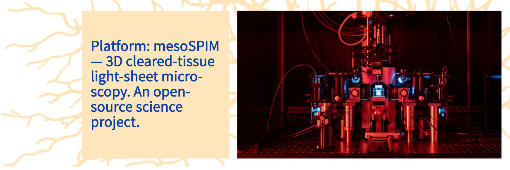 mesoSPIM_de